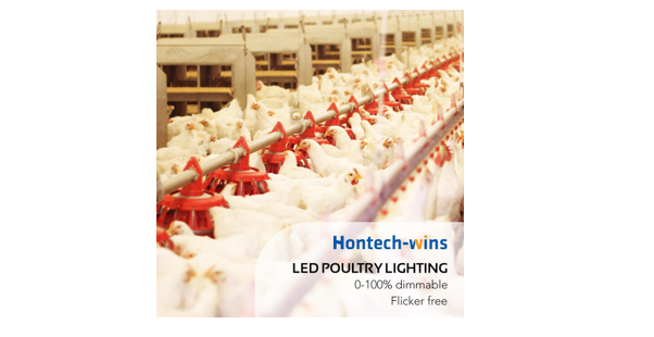 The Innovative Strategies That Helped Hontech Wins Excel in the Poultry Lighting Supply Industry